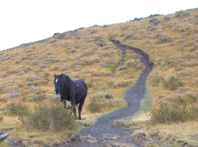 The horse blocking my path on the way to Los Cuernos. I opted for a humorously large semi-circle around him.