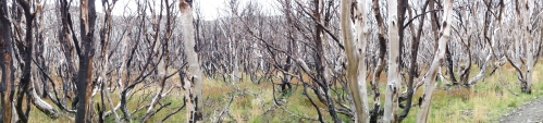 A barren area of trees that I'm guessing were victim to the large fire a few years ago.