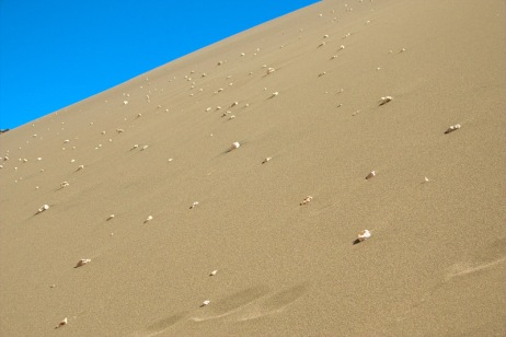 some dotted dunes