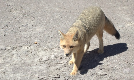 cute little fox got so entranced/scared by the car he couldn't find the bit of cookie we threw to him