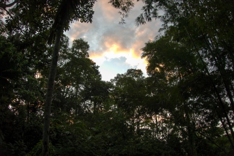 approaching dusk in the jungle